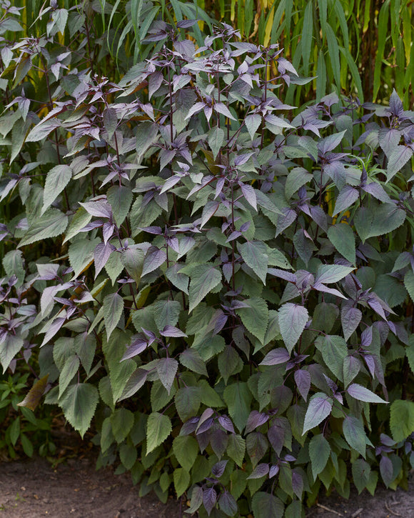 Koninginnekruid (Eupatorium) Chocolate planten kopen