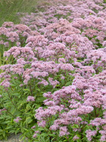 Koninginnekruid (Eupatorium) Purple Blush