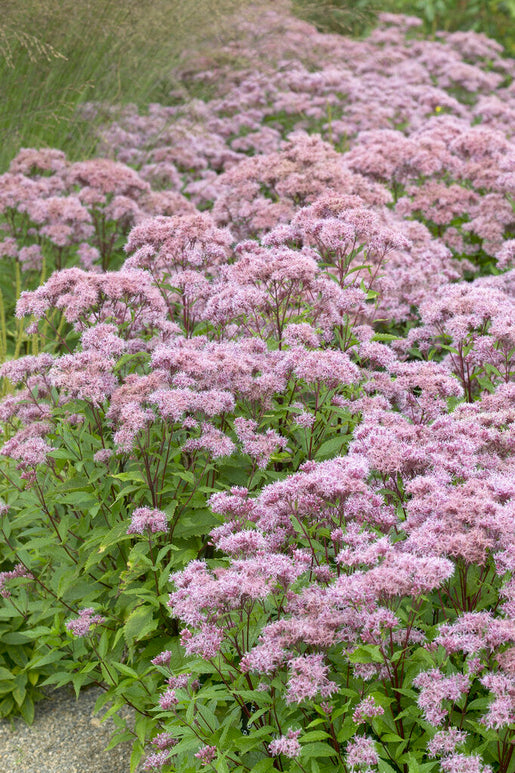 Koninginnekruid (Eupatorium) Purple Blush