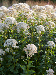 Koninginnekruid (Eupatorium) Snowball