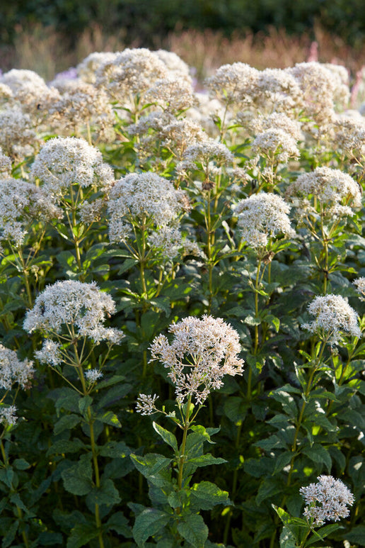 Koninginnekruid (Eupatorium) Snowball