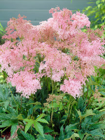 Filipendula Venusta (Moerasspirea)