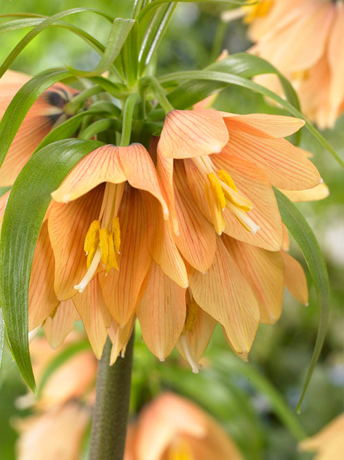 Koop Fritillaria Early Fantasy