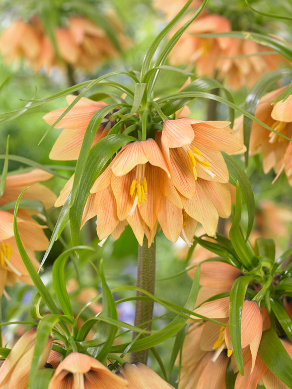 Fritillaria Early Fantasy bloembollen
