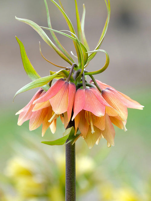 Fritillaria Early Fantasy bloembollen