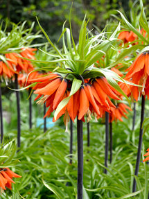 Fritillaria imp. Rubra Maxima - Crown Imperial Rood (Keizerskroon)