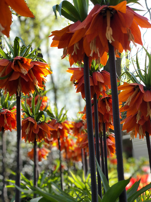 Fritillaria Rubra Maxima bloembollen