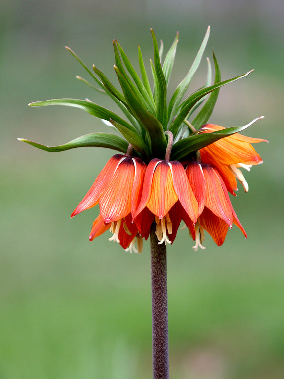 Fritillaria Rubra Rood - Bloembollen