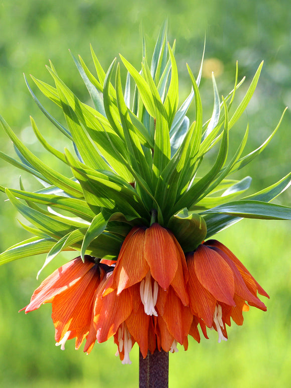 Fritillaria rubra, de rode vuursluier Keizerskroon