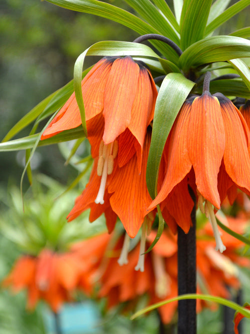 Fritillaria Rubra Maxima bloembollen