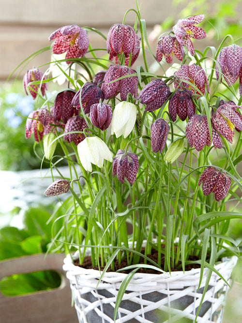 Fritillaria Meleagris -Snake’s Head Fritillary (Kievitsbloem)