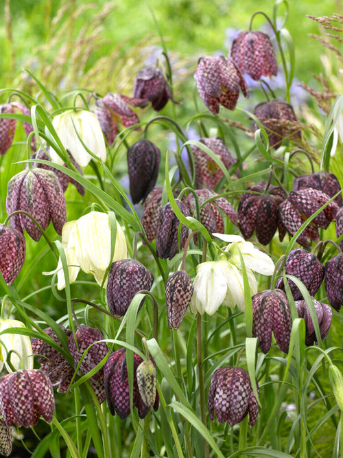 Fritillaria Meleagris Bloem Bollen