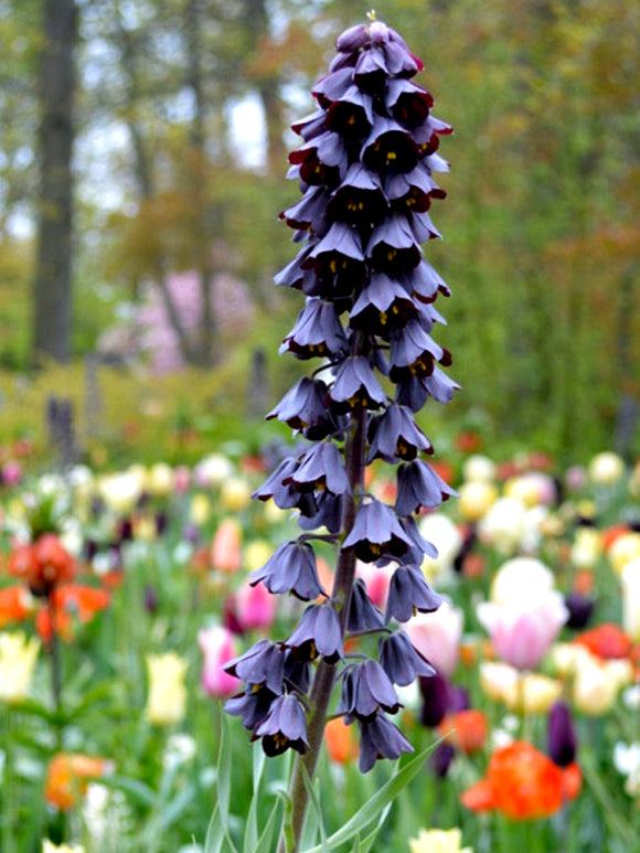 Fritillaria Persica -Persian Lily (Keizerskroon) Bollen