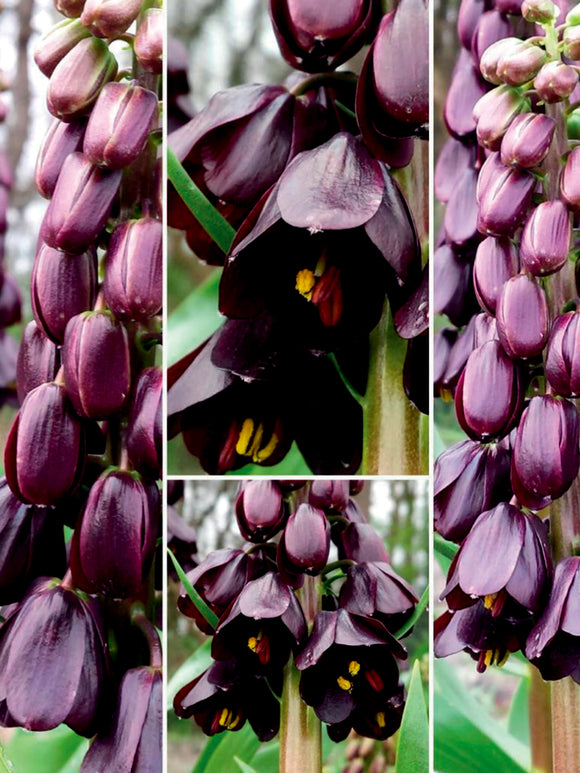 Perzische keizerskroon met paarse bloemen