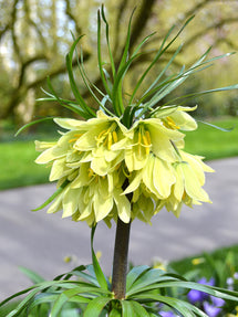 Fritillaria Raddeana - Keizerskroon