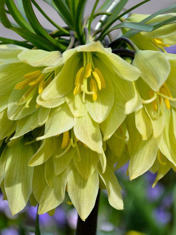 Kopen Fritillaria Raddeana - Crown Imperial Creme Keizerskroon