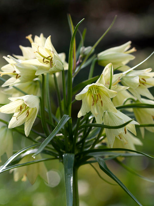 Fritillaria Raddeana - Keizerskroon