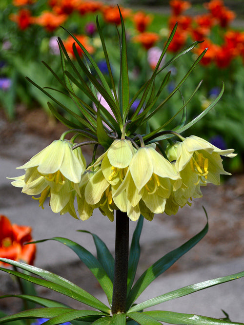 Fritillaria Bollen Raddeana