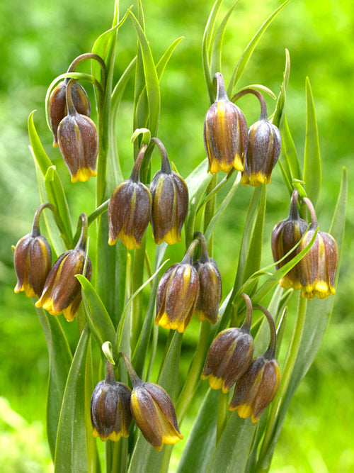 Fritillaria Uva-Vulpis (Fox's Grape Fritillary)