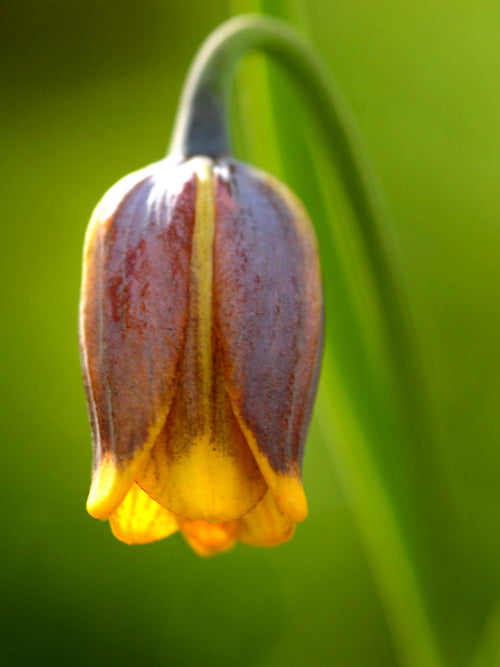 Fritillaria Uva-Vulpis (Fox's Grape Fritillary) Paars/Geel