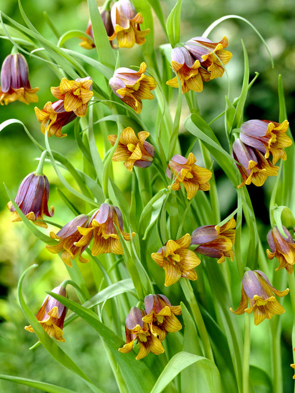 Kopen Fritillaria Uva-Vulpis (Fox's Grape Fritillary)