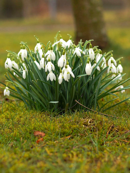 Kopen Galanthus Elwesii