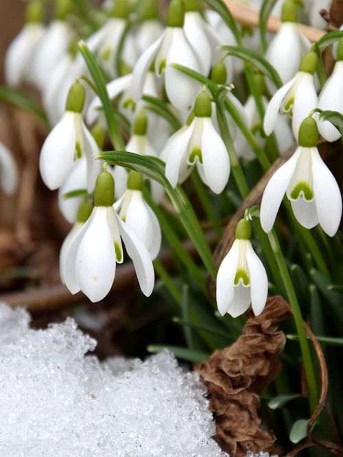 Galanthus Elwesii (Snowdrops)