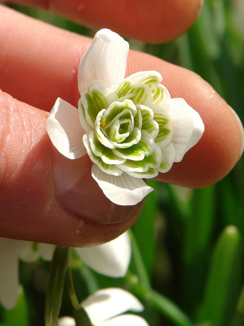 Galanthus Nivalis Flore Pleno (Sneeuwklokje)
