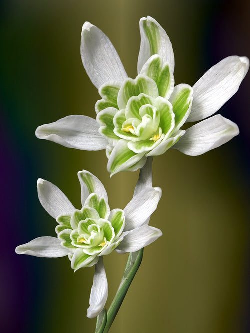 Galanthus Nivalis Flore Pleno (Sneeuwklokje)