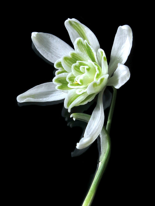 Galanthus Nivalis Flore Pleno (Sneeuwklokje)