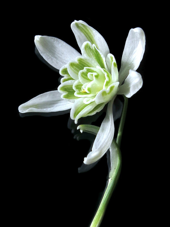 Galanthus Nivalis Flore Pleno (Sneeuwklokje)
