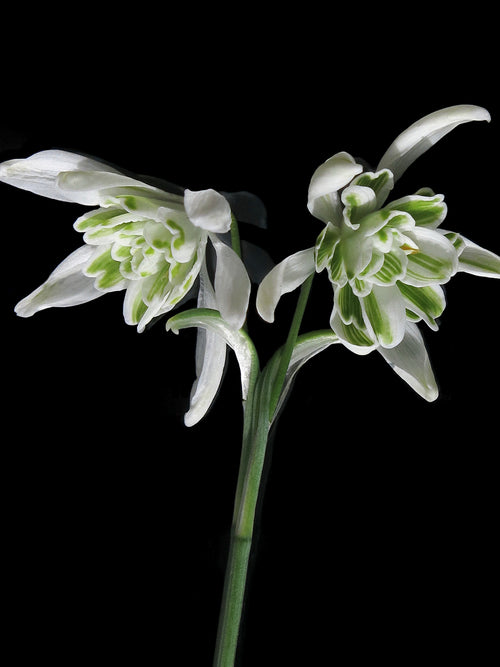 Galanthus Nivalis Flore Pleno (Sneeuwklokje)