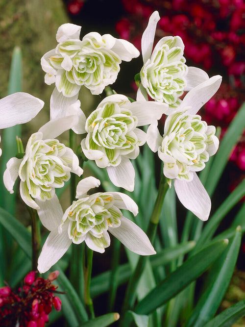 Galanthus Nivalis Flore Pleno (Sneeuwklokje)