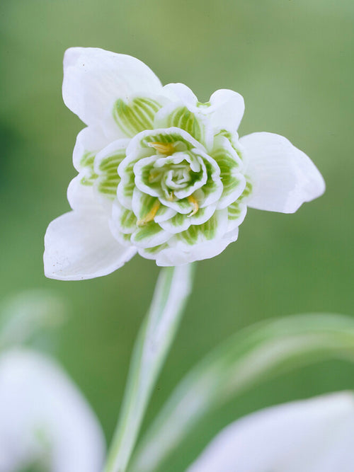Galanthus Nivalis Flore Pleno (Sneeuwklokje)