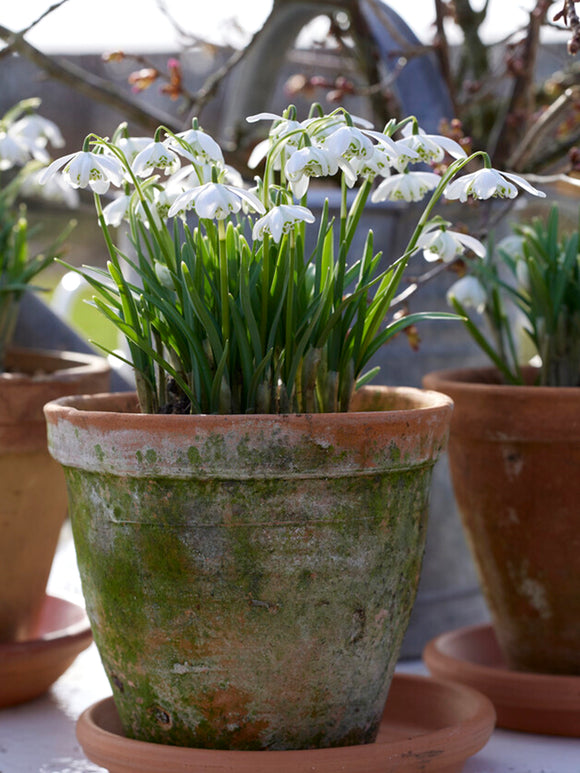 Galanthus Nivalis Flore Pleno (Sneeuwklokje)