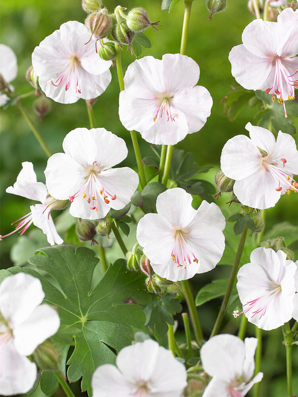 Kopen Geranium Biokovo voor het planten in het voorjaar!