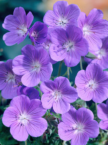 Geranium Brookside