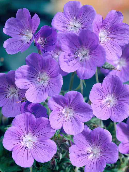 Kopen Geranium Brookside