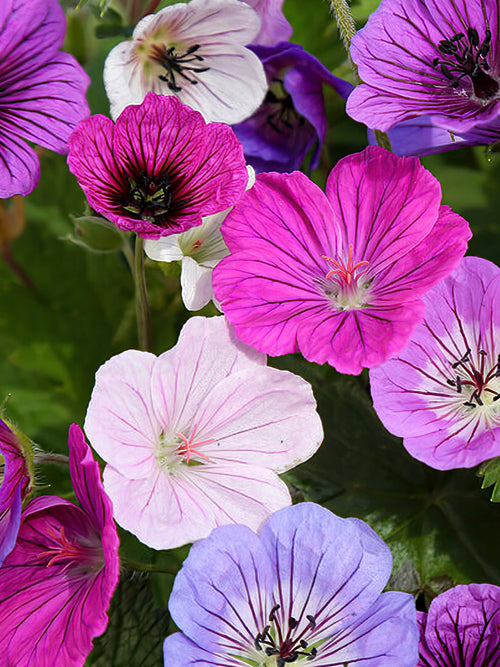 Roze, Paars Geranium voor het planten in het voorjaar!