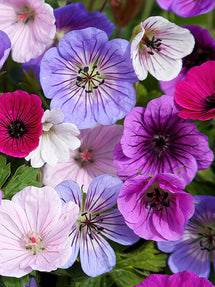 Geranium Bullseye Mix