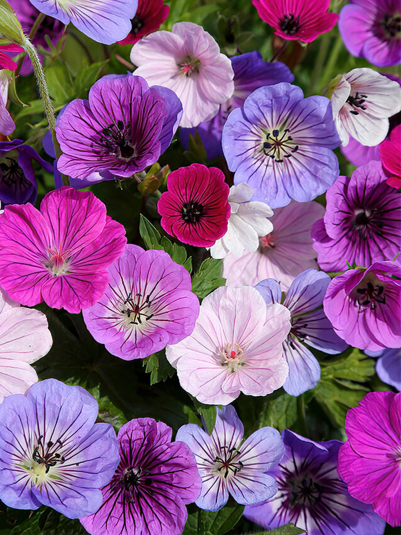 Kopen Geranium Bullseye Mix