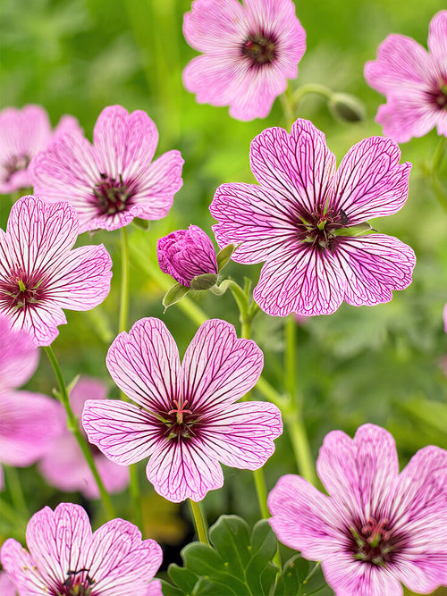 Kopen Geranium Cinereum Ballerina 