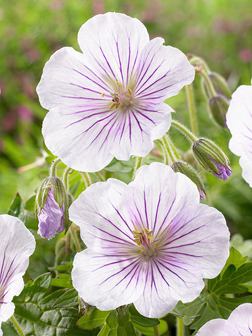 Kopen Geranium Derrick Cook voor het planten in het voorjaar!