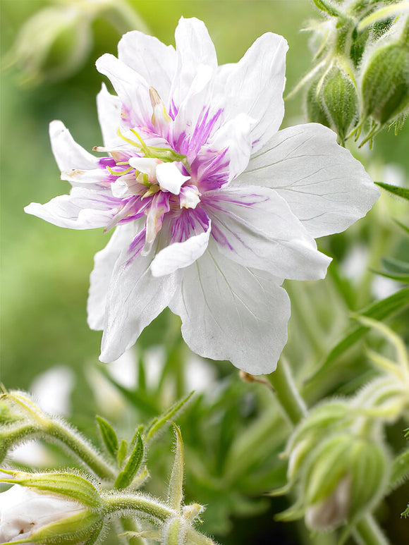 Koop Geranium Double Jewel 