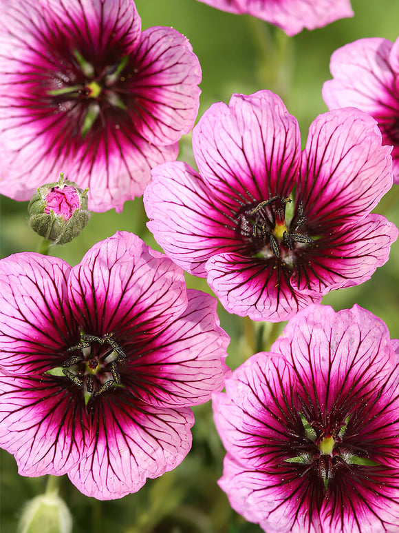 Koop Geranium Jolly Jewel Violetvoor het planten in het voorjaar!