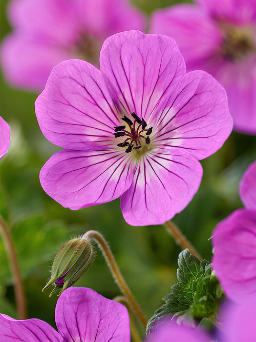 Koop Geranium Kelly Annevoor het planten in het voorjaar! 