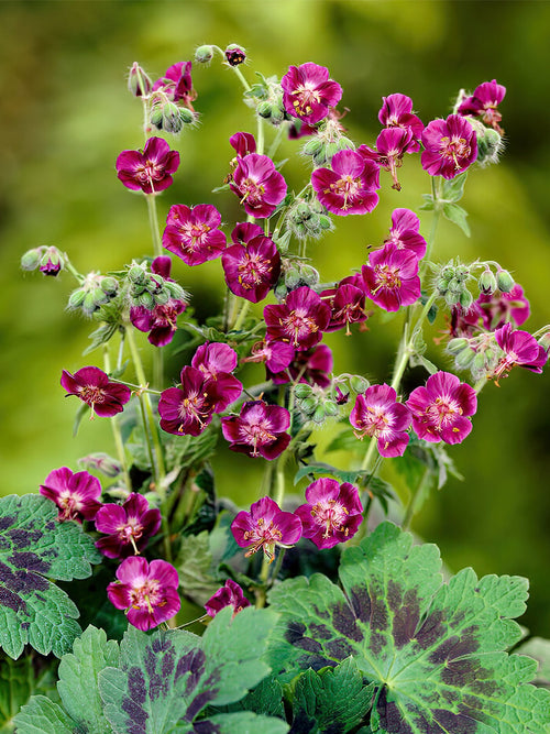 Kopen Geranium Samobor voor het planten in het voorjaar!