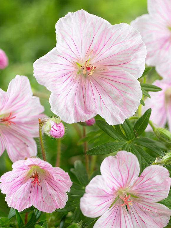 Geranium Sanguineum Var Striatum voor het planten in het voorjaar!