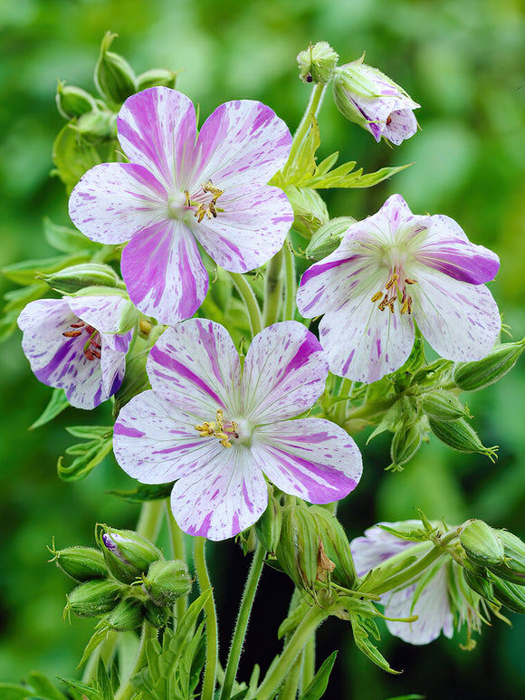 Kopen Geranium Splish Splash voor het planten in het voorjaar!