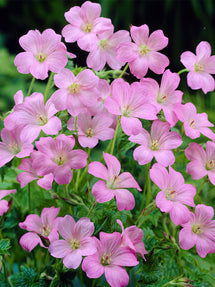 Geranium Wargrave Pink
